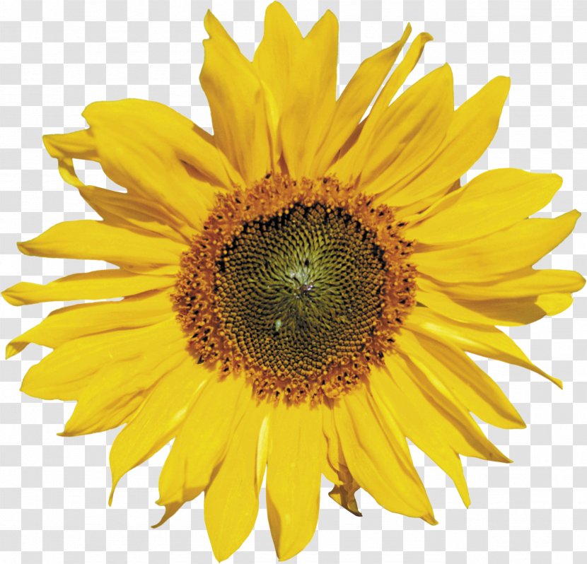 Common Sunflower Clip Art - Sunflowers Transparent PNG