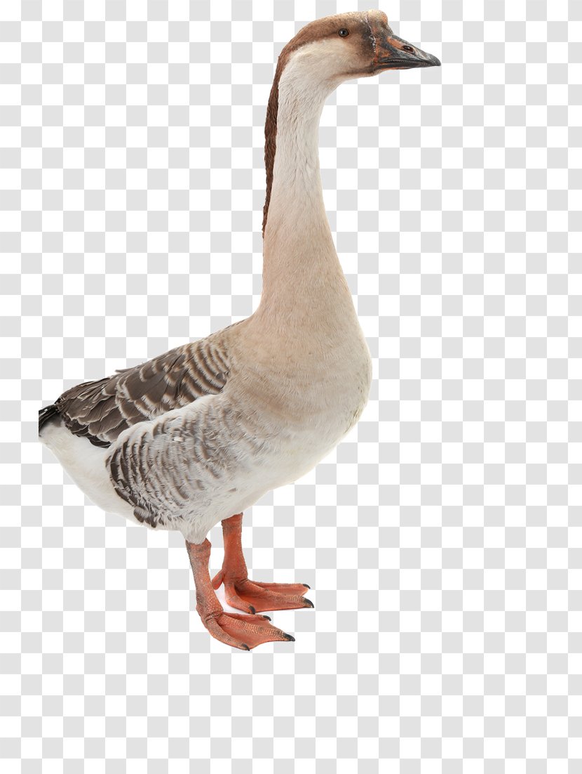 Mallard Domestic Goose Duck Transparent PNG