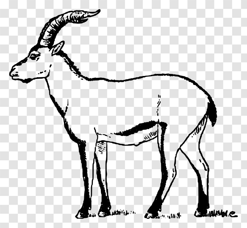 Iberian Peninsula Pyrenean Ibex Goat Portuguese Extinction - Wildlife Transparent PNG