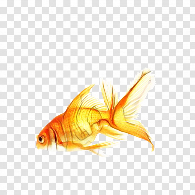 Fish Cartoon - Bonyfish - Feeder Transparent PNG