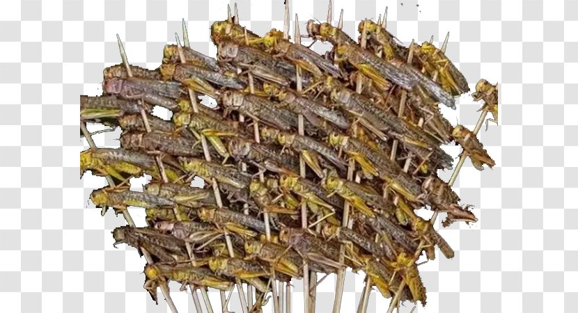 Chinese Cuisine Street Food Insect Eating - Roasted Grasshopper Transparent PNG