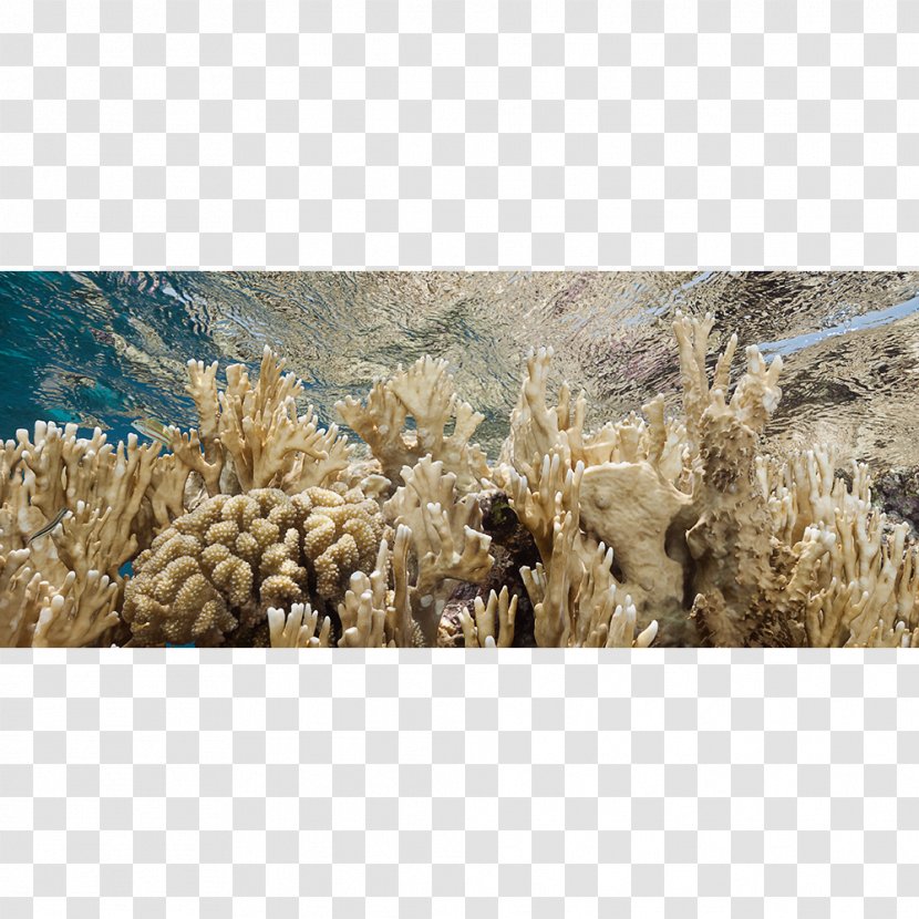 Photographer Canvas Print Underwater Photography Transparent PNG