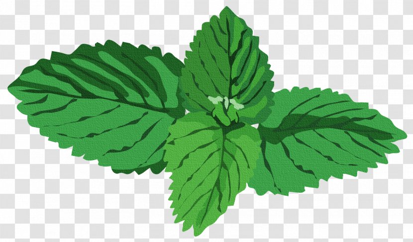 Peppermint Herb Water Mint Basil Clip Art - Leaf - Green Leaves Transparent PNG