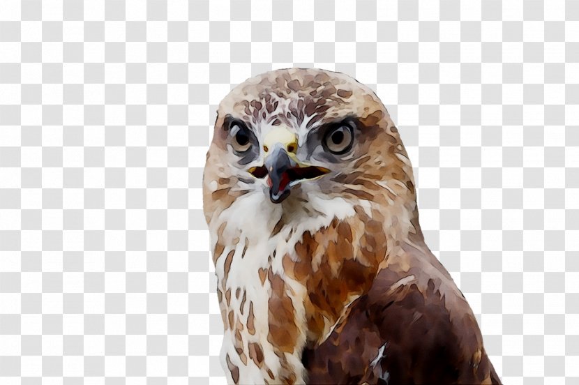 Owl Hawk Common Buzzard Fauna - Vertebrate - Falconiformes Transparent PNG