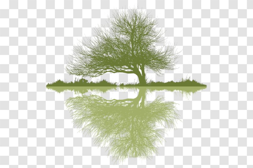 Arborist Tree Planting Logo Arboriculture - Boughs Transparent PNG