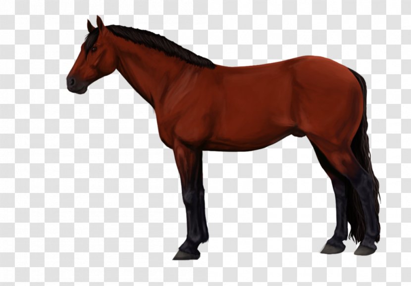 Hanoverian Horse Stallion Mare Friesian Kabardian - Colt - Royersford Transparent PNG
