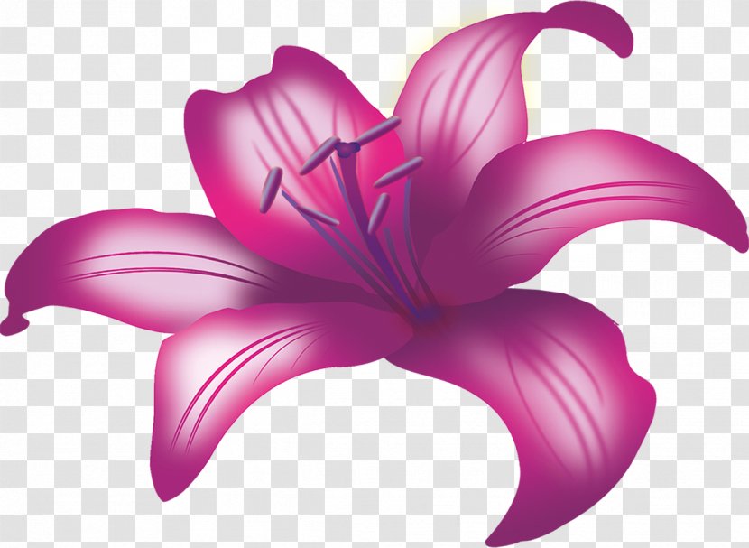 Flower Lilium Plant Purple Google Images - Lilly Transparent PNG