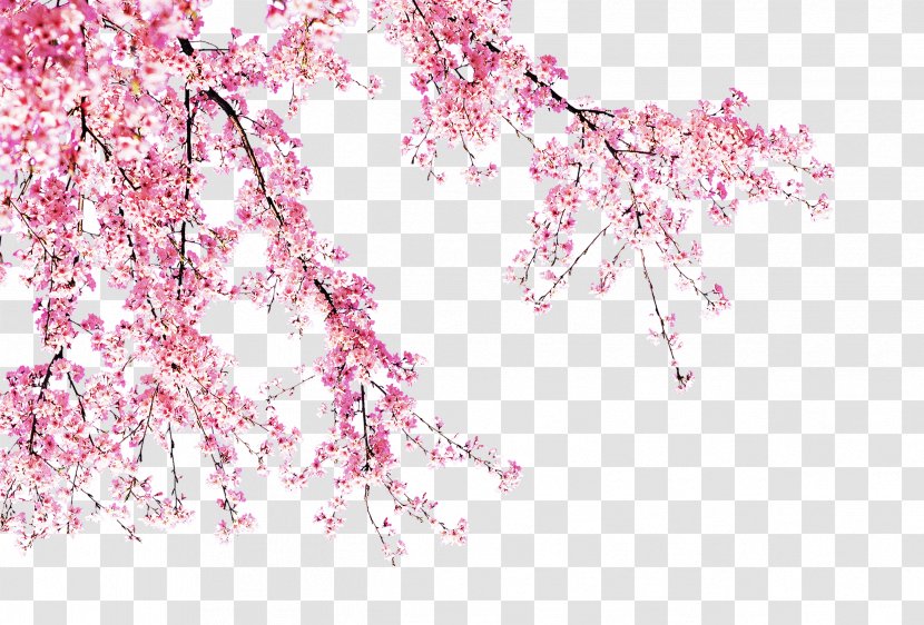 Blossom Pink - Plum - Flowers Transparent PNG