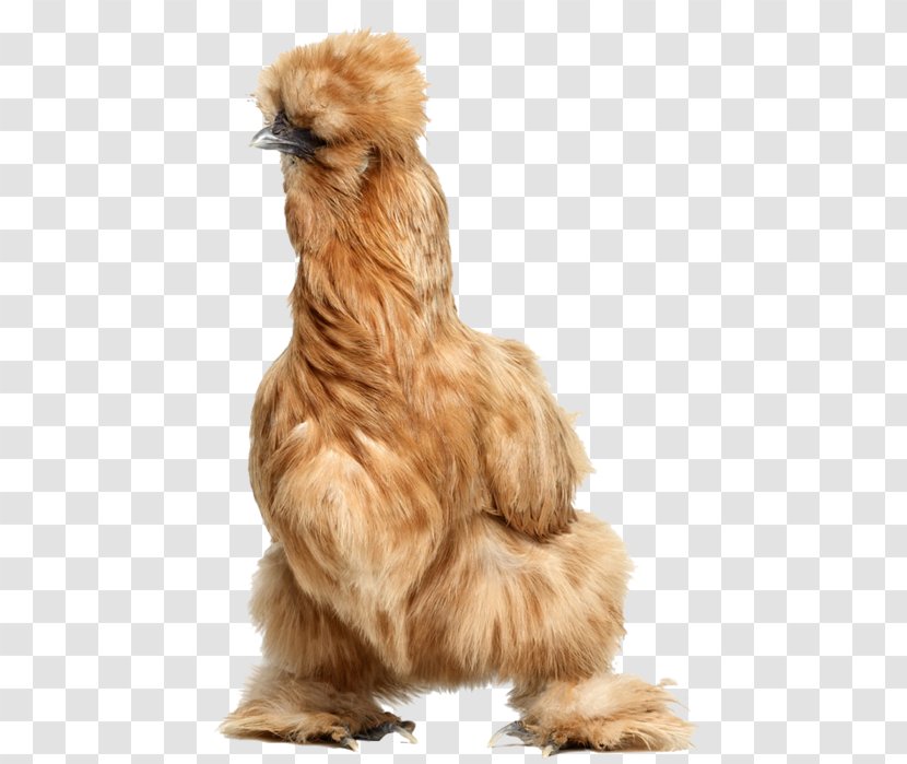Rooster Silkie Bird Daftar Jenis Ayam - Chicken Transparent PNG