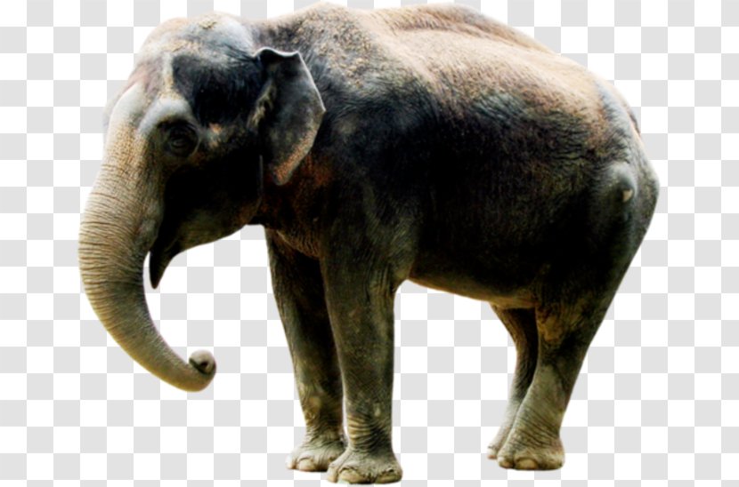 Indian Elephant African Elephantidae Tusk Clip Art Transparent PNG