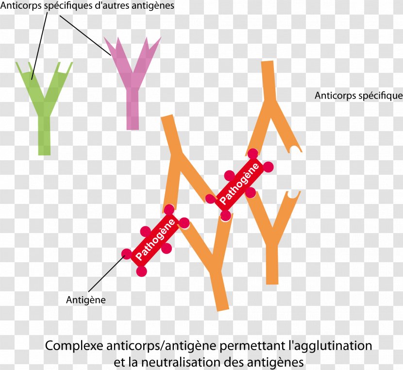 Antibody Antigen Immune Complex Especificidad Statistics - Symbol - Brasatildeo Dourado Transparent PNG