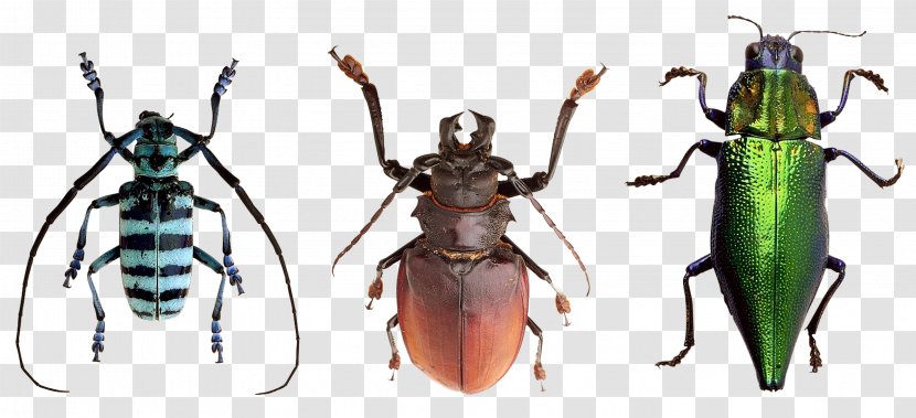 Beetle Photography - Longhorn Transparent PNG