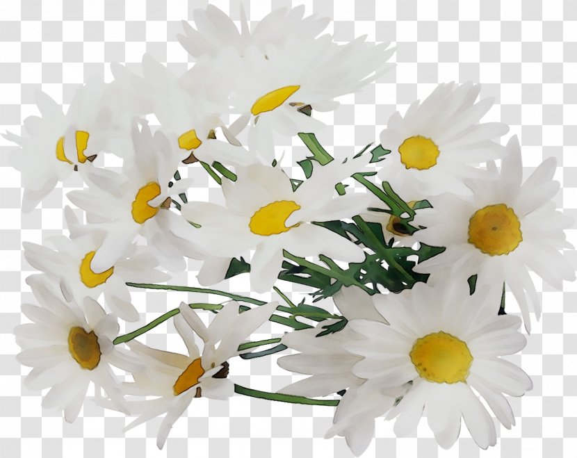 Chrysanthemum Oxeye Daisy Floral Design Roman Chamomile Cut Flowers - Flower Bouquet Transparent PNG