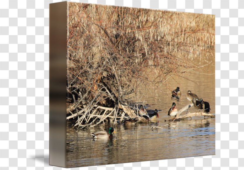 Duck Water Bird Goose Cygnini - Anatidae - Pond Transparent PNG