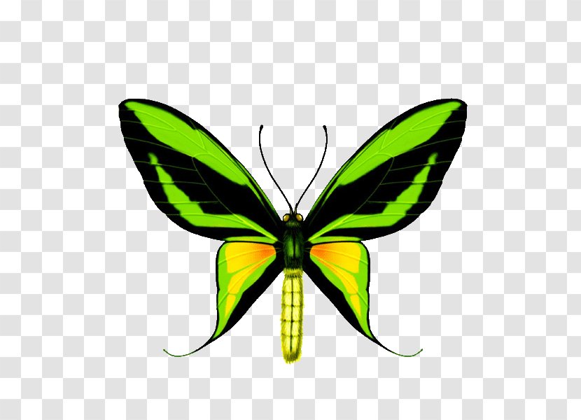 Butterfly Paradise Birdwing Ornithoptera Priamus Goliath - Allotei - Baterflay Design Element Transparent PNG