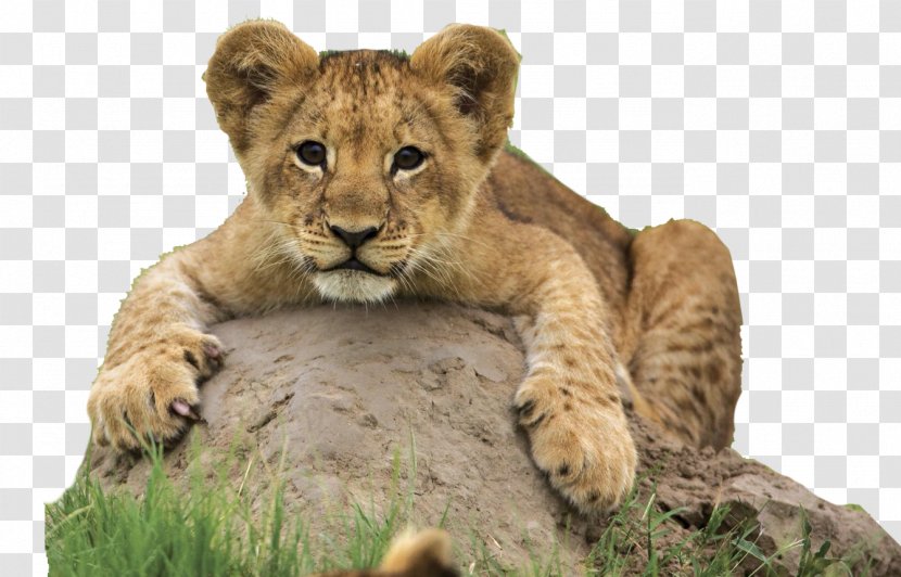 Desktop Wallpaper Cheetah Lion Animal High-definition Video - Terrestrial - Safari Transparent PNG