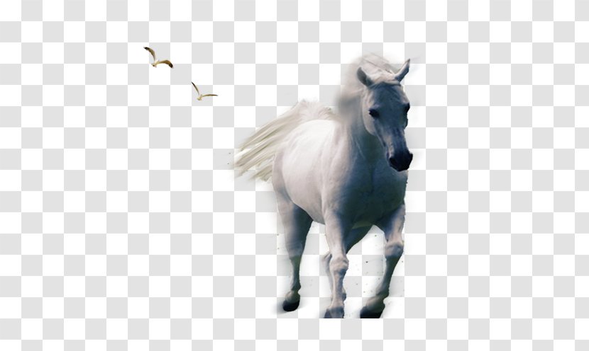 Horse Download Pony - Mythical Creature - Whitehorse Transparent PNG