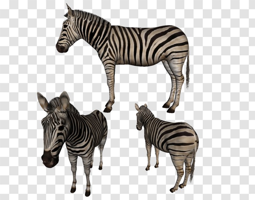 Quagga Zebra Neck Terrestrial Animal Wildlife Transparent PNG