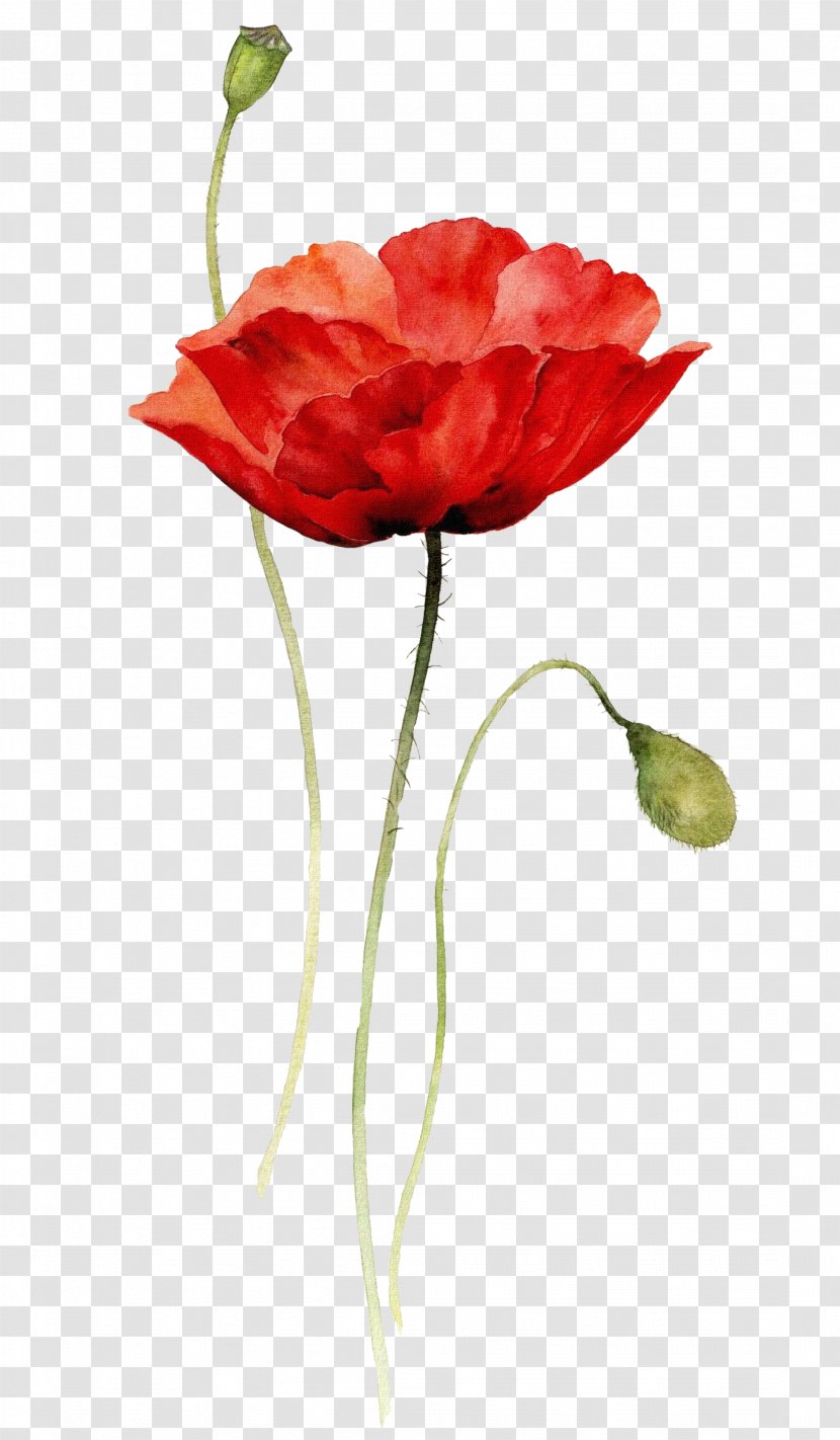 Poppies Watercolor Painting Paper Drawing - Garden Roses - Creative Abstract Flowers Hand-painted Flowers,Red Bouquet Transparent PNG
