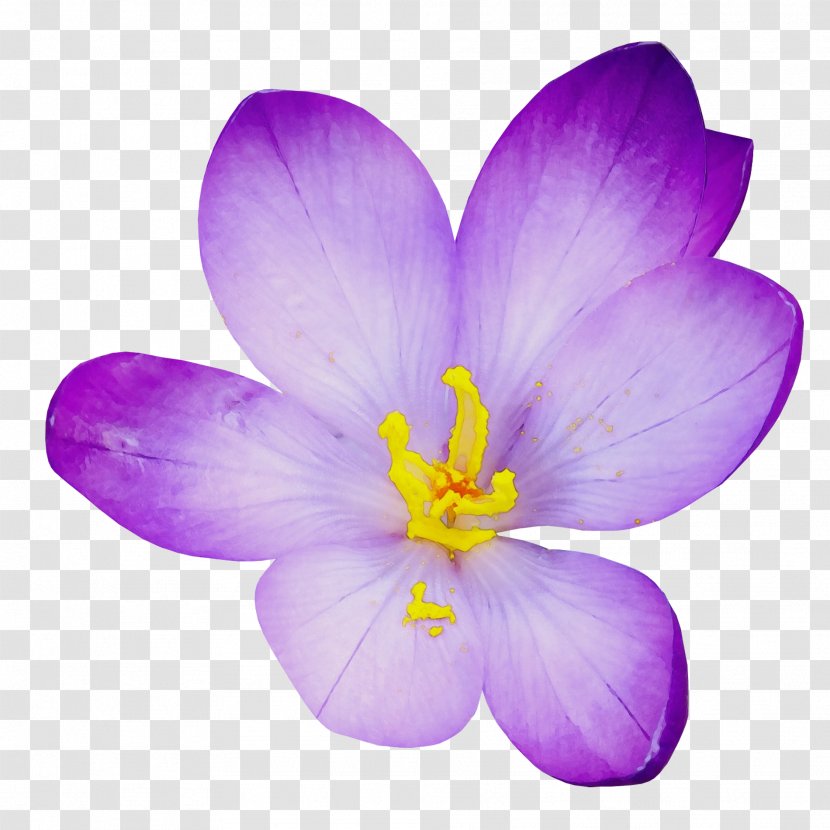 Flowering Plant Petal Crocus Flower Violet - Saffron Transparent PNG