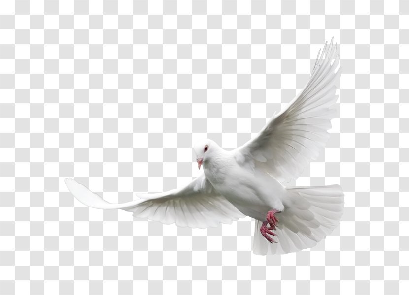 Columbidae Domestic Pigeon Bird Clip Art - Free Content - White Transparent PNG