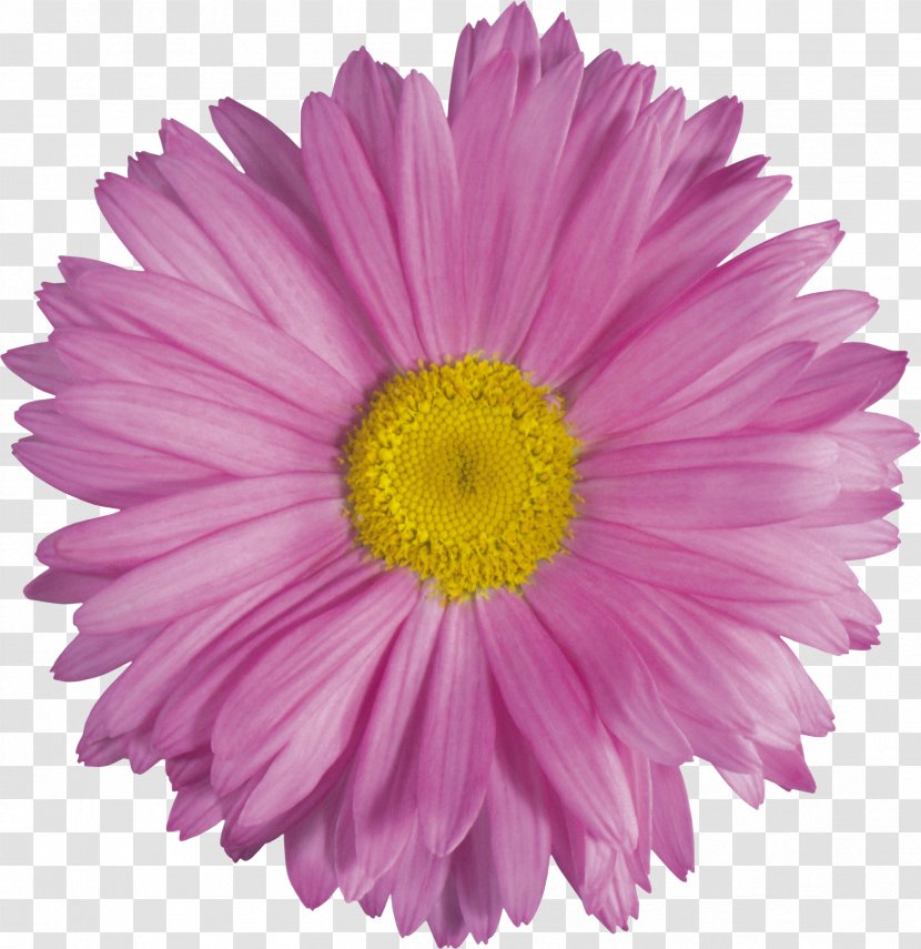 Cut Flowers Petal - Pink - Flower Transparent PNG