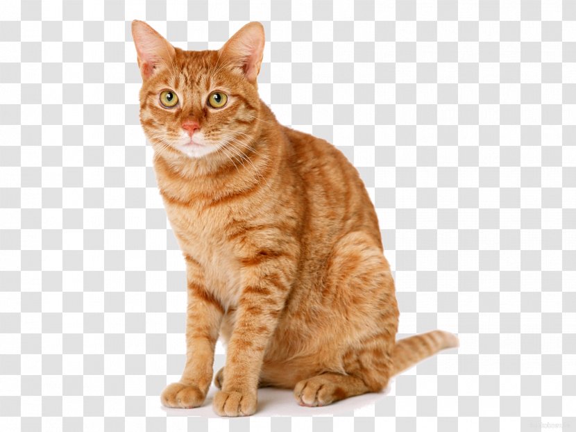 A Mango-Shaped Space Cat American Library Association Kitten Adoption - Feline Transparent PNG