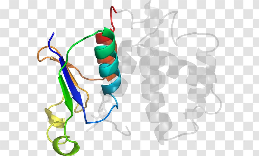 Clip Art Product Design Organism Line - Prostaglandinendoperoxide Synthase 2 Transparent PNG