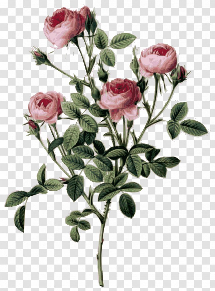 Choix Des Plus Belles Fleurs Botanical Illustration Painting Art - Rosa Laevigata Transparent PNG