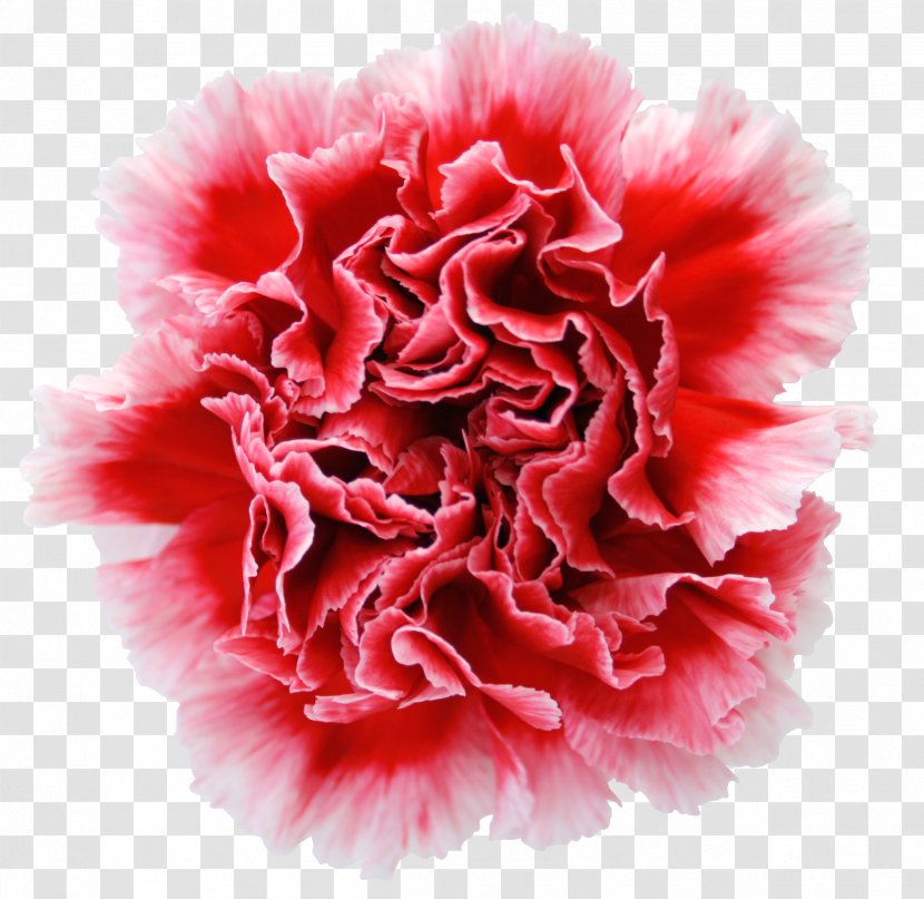 Carnation Garden Roses Cut Flowers Dianthus Chinensis - Floristry - Red Carnations Transparent PNG