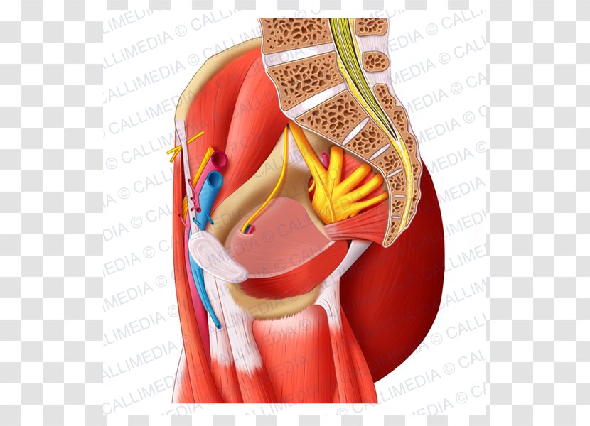 Sacral Plexus Nerve Pudendal Sacrum Lumbar - Watercolor - Pelvis Transparent PNG