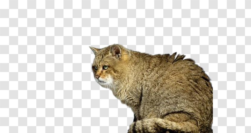 Prionailurus Bengalensis Euptilurus Wildcat Kitten Lynx - Creative Face Saliva Image Transparent PNG