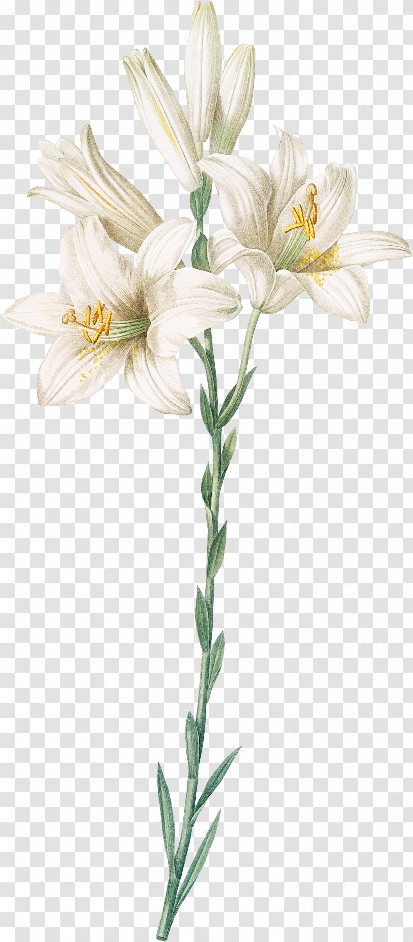 Madonna Lily Orange Botanical Illustration Botany Cut Flowers - Flower Transparent PNG
