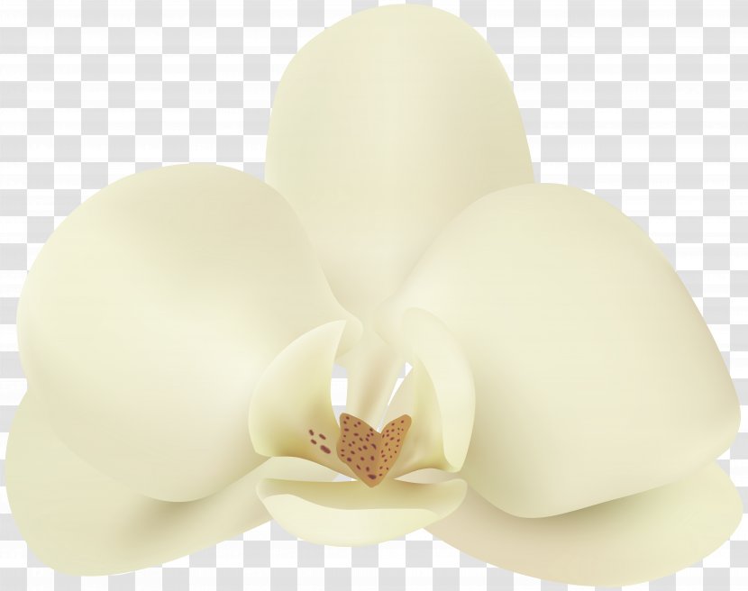 Petal Flower Lighting - Vanilla Transparent PNG