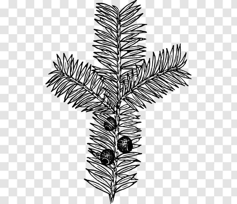Drawing Botany Plant Clip Art - Black And White Transparent PNG