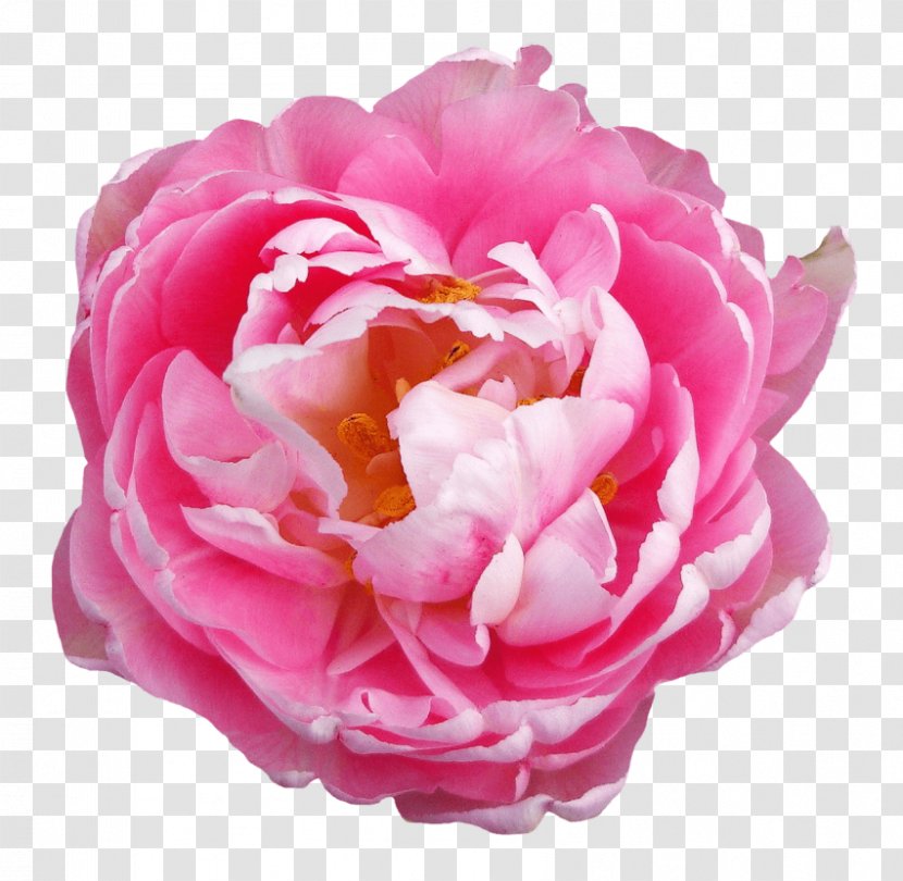 Clinique Française Rose Flower Clip Art - Peony Transparent PNG