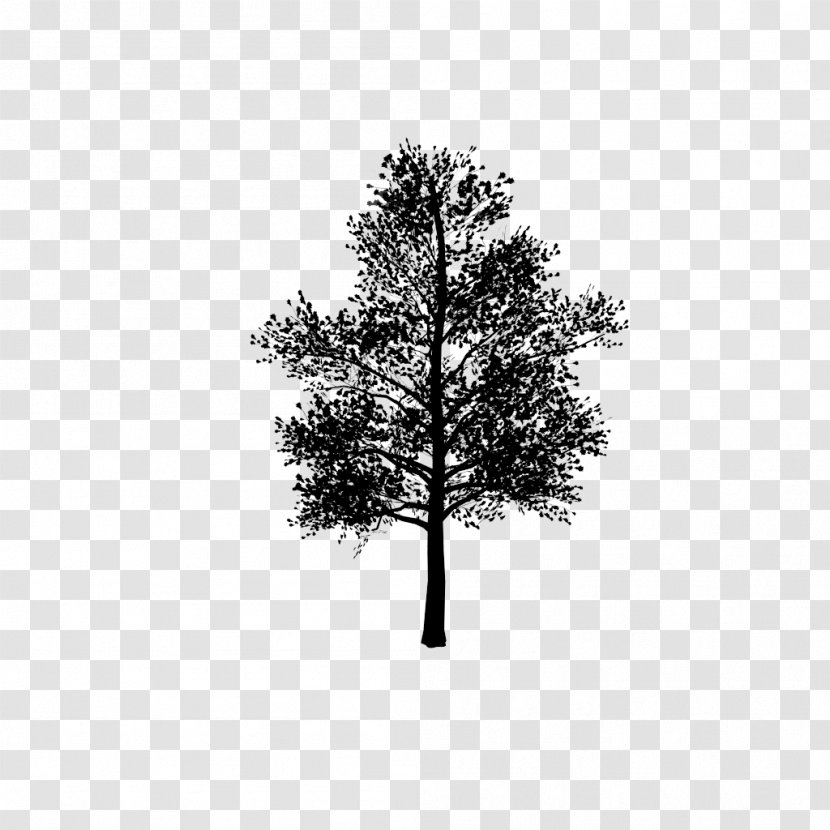 3D Modeling Computer Graphics Pine Twig - Wo - Ta Transparent PNG