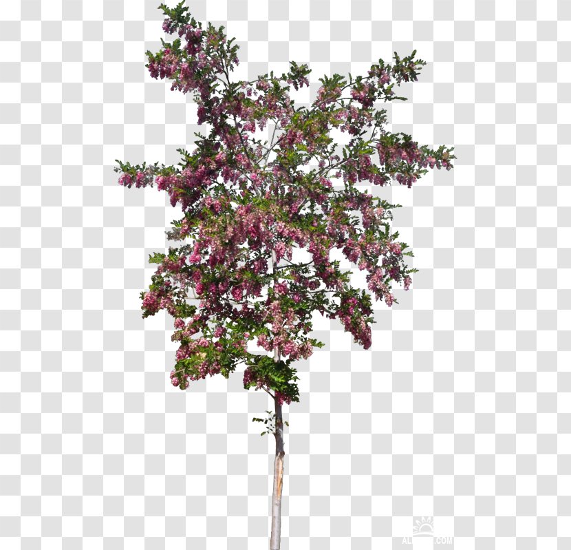 Twig Shrub Flower Plant Tree Transparent PNG