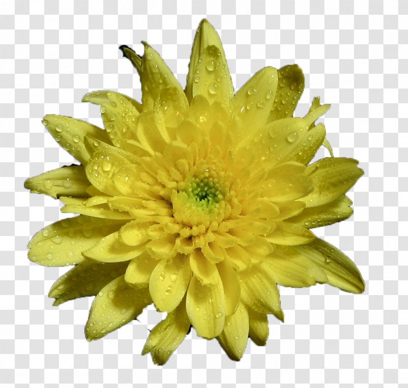 Chrysanthemum Aloe Vera Egypt 16th Century Asia - Flower Transparent PNG