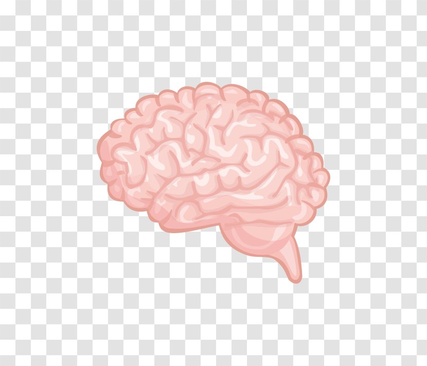 Brain Cerebrum - Heart - Vector Human Material Transparent PNG