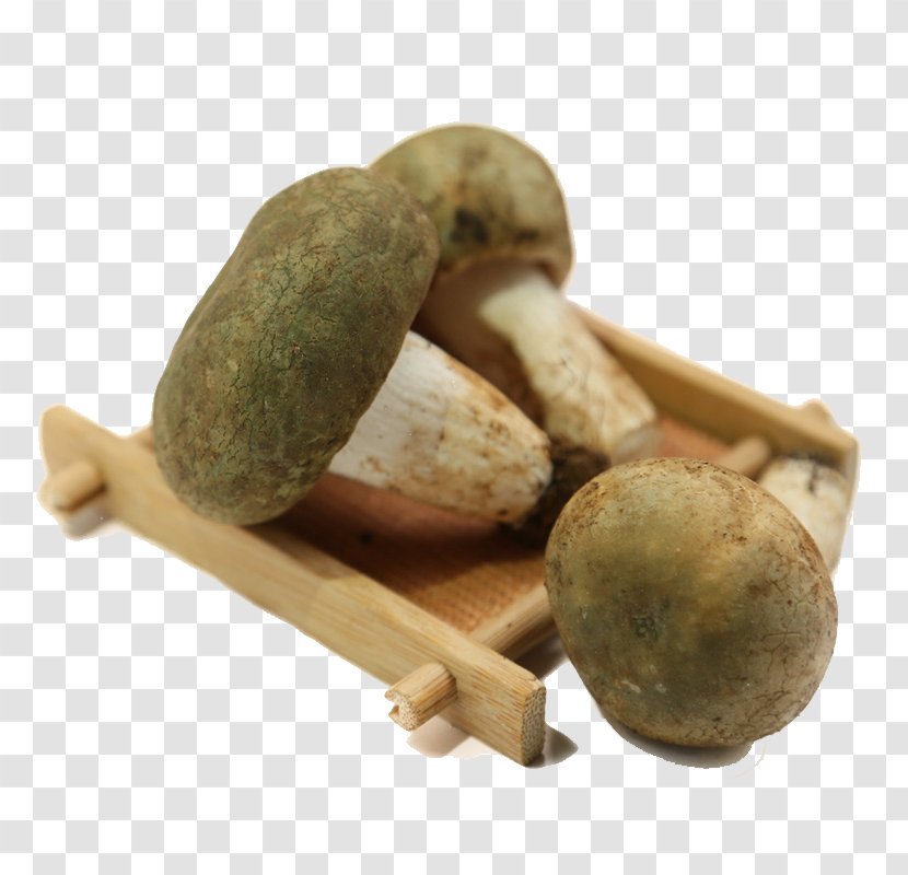 Shiitake Mushroom Food - Lollipop - Green Head Transparent PNG