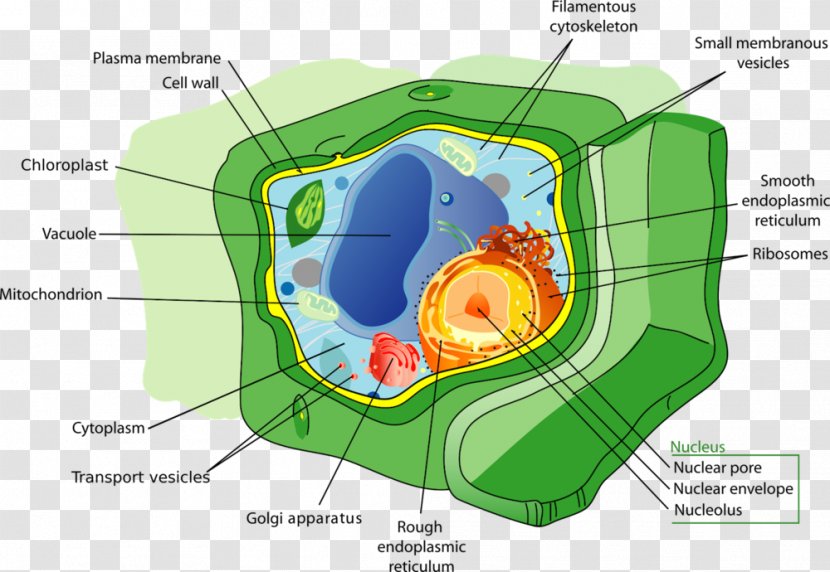 Plant Cell Organelle Vacuole - Flower Transparent PNG