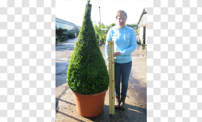 English Yew Buxus Sempervirens Topiary Hedge Evergreen - Pyramid Transparent PNG