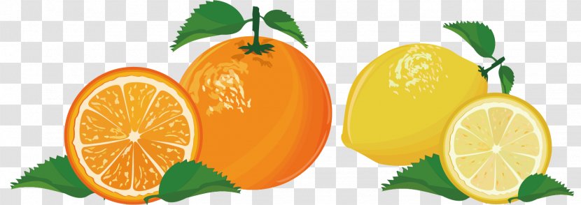 Lemon Mandarin Orange Lime Tangelo - Material Transparent PNG