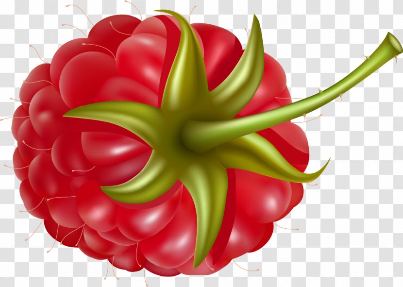 Red Raspberry Fruit Clip Art - Vegetable - Berries Transparent PNG