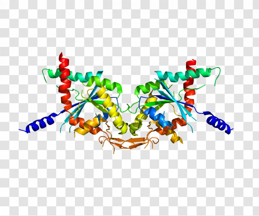 SEPT2 SEPT5 Protein Septin Gene - Heart - Morphogenesis Transparent PNG