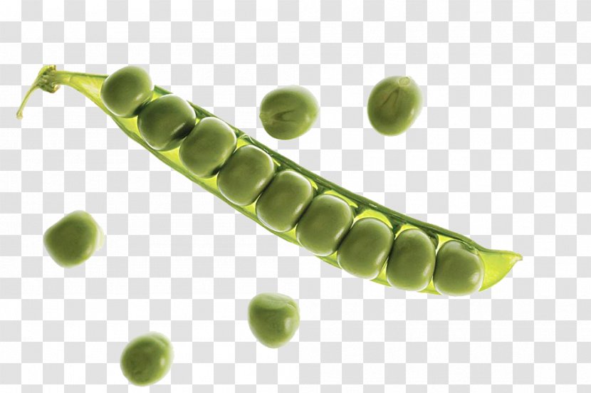 Snow Pea Bean Legume - Caterpillar Transparent PNG