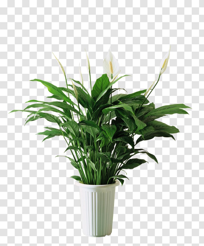 Spathiphyllum Kochii Plant Bedroom Formaldehyde Air - Cut Flowers - Horseshoe Green Decorative Material Transparent PNG
