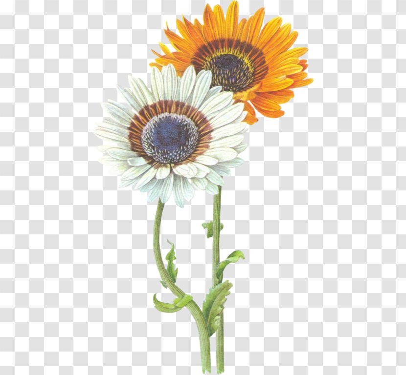 Common Sunflower Transvaal Daisy - Flowering Plant - Flower Transparent PNG