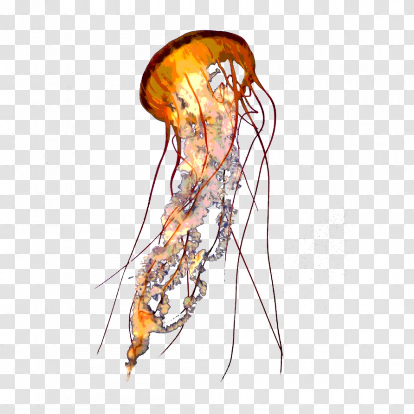 Lion's Mane Jellyfish Transparency And Translucency Aurelia Aurita - Organism Transparent PNG